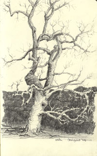 Canizaro Art